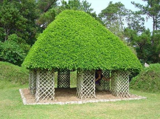 Pratique pour les enfants, la cabane dans les buissons height=