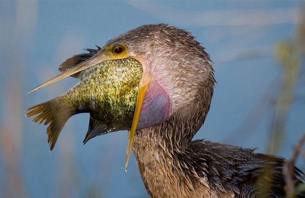 Cet oiseau a eut les yeux plus grand que le ventre... ou au moins plus grand que sa bouche ! height=