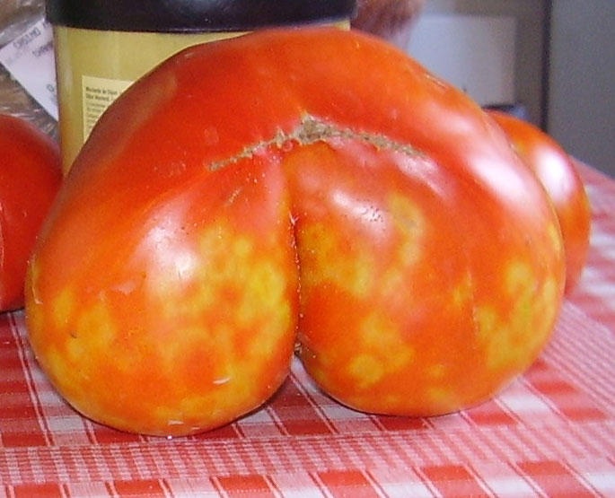 Voici une tomate pour le moins cul rieuse ! height=