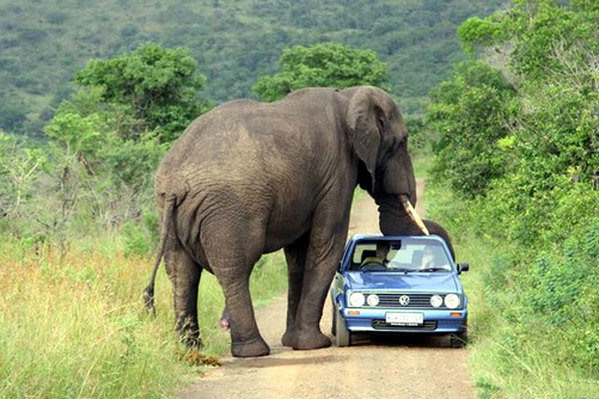 Quand on se promène à la campagne, on risque de tomber sur des animaux... Et en Afrique, les animaux sont imposants... height=