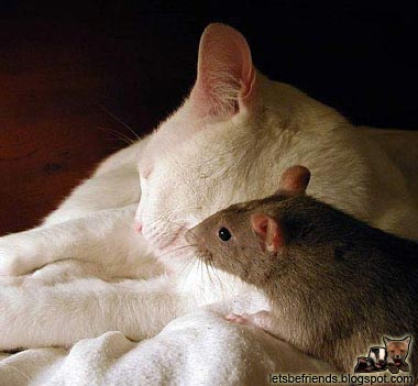 Un chat et une souris ! et ils ne se chassent même pas ! ou alors la souris profite de la sieste du chat pour lui piquer un truc :s