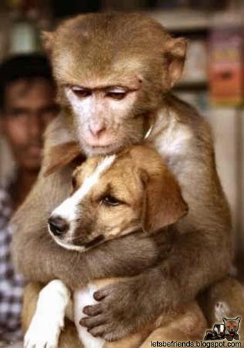 Petit calin, entre... un chien et un singe ! et oui !
