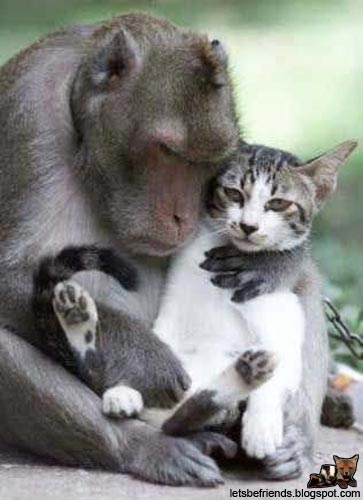 Petit calin, entre... un chat et un singe ! et oui !