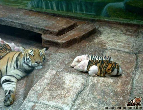 Ils sont bizarres ces bébés tigres !