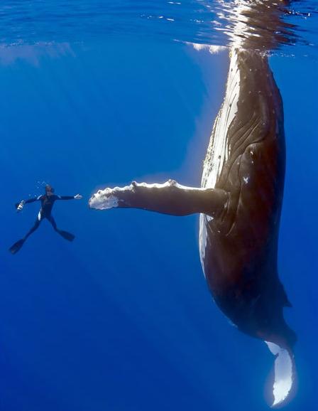 Hé la baleine : Give me five !