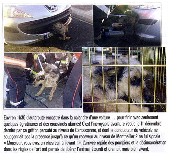 Parfois, certains animaux ont de la chance... Ce toutou là a vraiment eut un sacré coup de chance !! height=