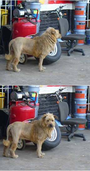 Pour protéger mon garage, j'ai acheté un lion féroce ! Bon, d'accord, j'ai juste tondu mon chien ! height=