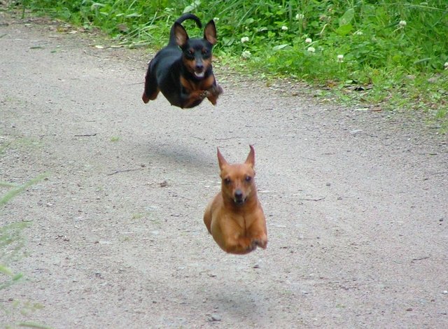Plus fort que superman, voici superDog et son allié, flyingDog ! C'est bizarre, ils volent sans elles height=