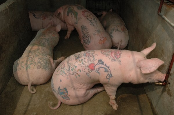 Il faut bien traité nos animaux. pourquoi n'auraient-ils pas le droit aux tatouages eux aussi ? Je me demande si on a de la peinture dans l'assiette quand on le mange...