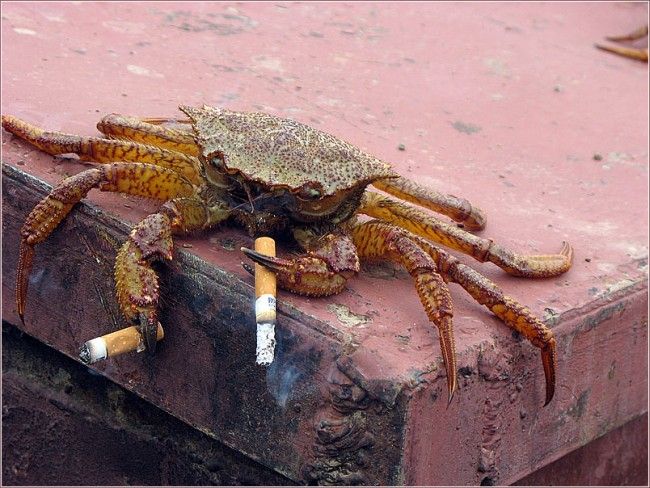 Vous connaissez le saumon fumé, mais le crabe qui fume ?