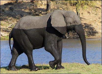 Un éléphant, ça trompe énormément, mais là quand même... L'est mouillé ou pas  ? height=