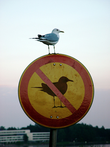 Ah si même les oiseaux savent se rebeller, où va le monde ! height=