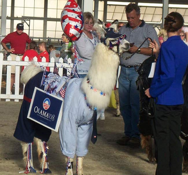 Pour les élections américaines, votez Olama ! Enfin un président américain qui ne sera pas une chèvre ! height=