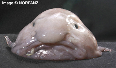 Voici une nouvelle espèce de poisson : Le poisson flan... On le comparerai presqu'à François Hollande