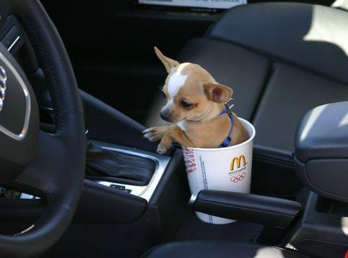 Où mettre en sécurité un chien dans une voiture ?