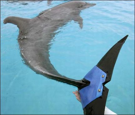 Quand un dauphin perd sa nageoire caudale, il faut bien la remplacer... et il existe même des prothèses !