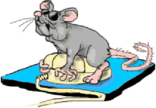 Comment une souris se reproduit-elle ?