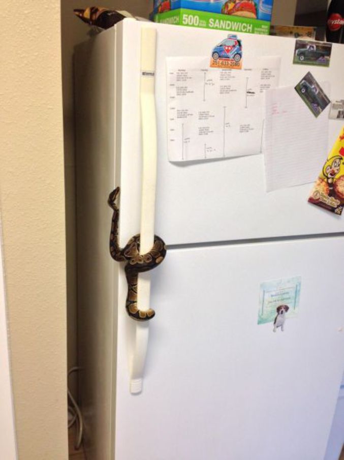 Pour un régime efficace, mettez un serpent sur la poignée du frigo. Et des scorpions dans le placard à gâteaux ! height=