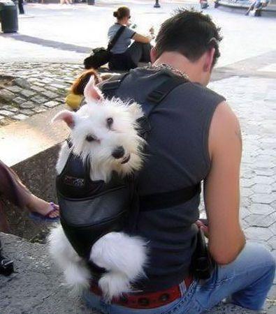 Quand les animaux sont trop fainéants, il faut les porter, et quoi de mieux qu'un sac à chien ??