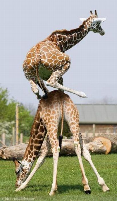 Les girafes ont le droit de s'amuser non ? Bon, là je soupçonne un photo-montage ! height=