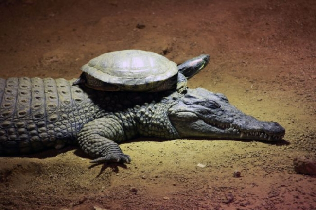 Pour se déplacer plus vite (quoi que...) cette tortue opte pour un camouflage discret...